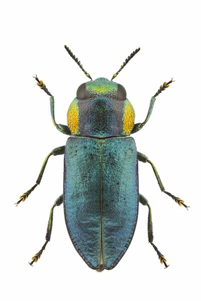 (Anthaxia anatolica)