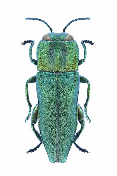 (Anthaxia diadema)