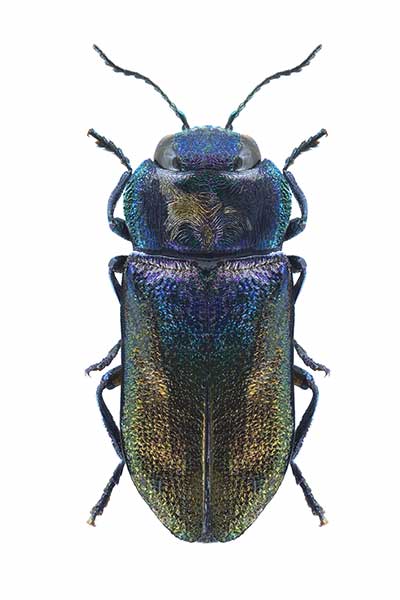 (Anthaxia semicuprea)