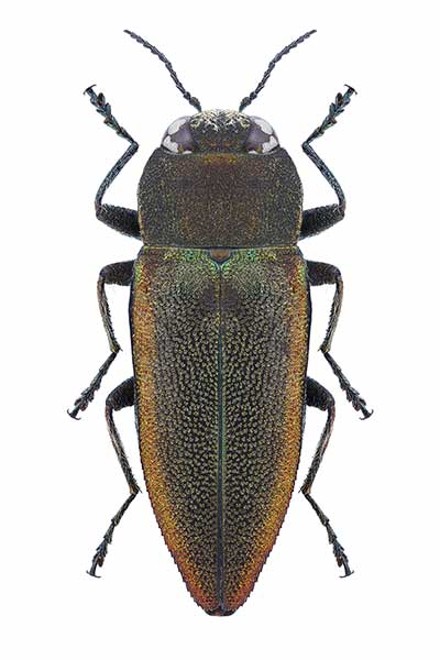 (Anthaxia senicula)