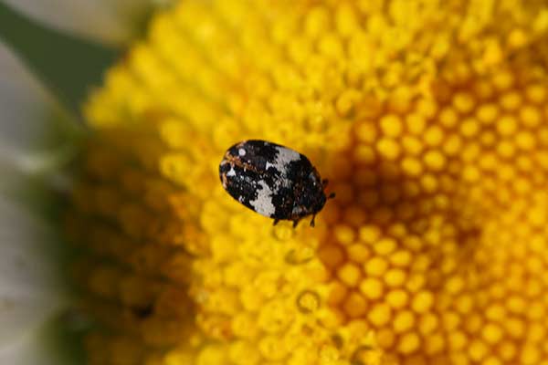 (Anthrenus pimpinellae)
