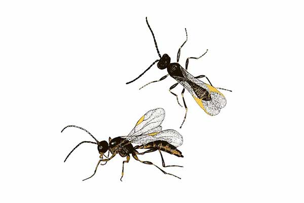 (Aphidius colemani)