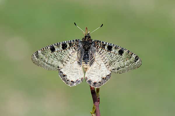 (Archon apollinus)