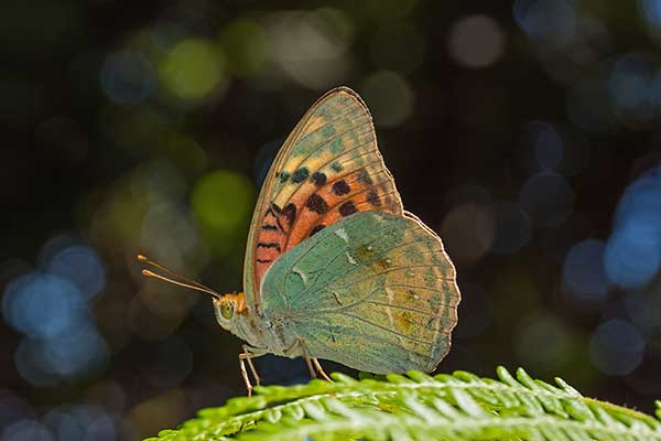 Dostojka pandora (Argynnis pandora)