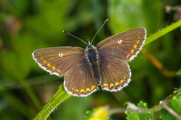 Modraszek artakserkses (Aricia artaxerxes)