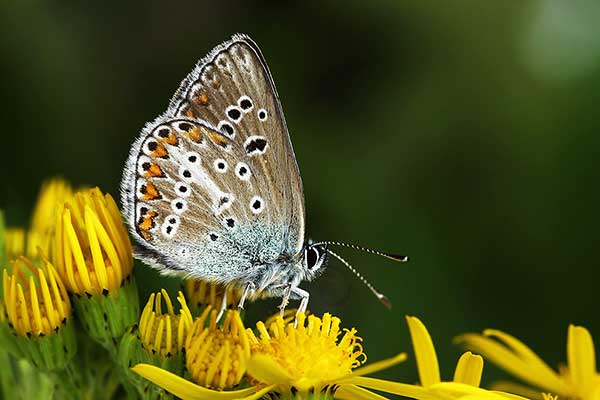 Modraszek eumedon (Aricia eumedon)