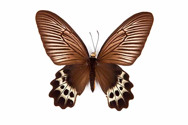 (Atrophaneura priapus)