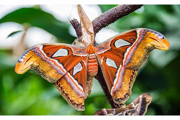 Pawica atlas (Attacus atlas)