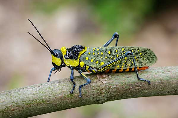 (Aularches miliaris)