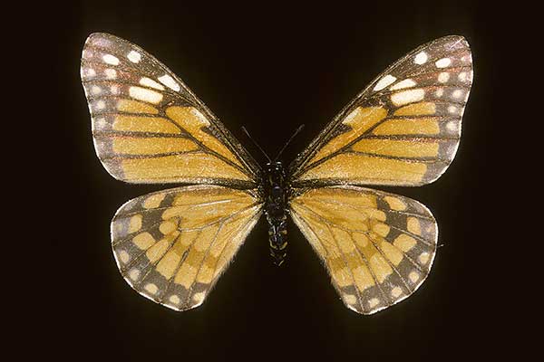 (Baronia brevicornis)