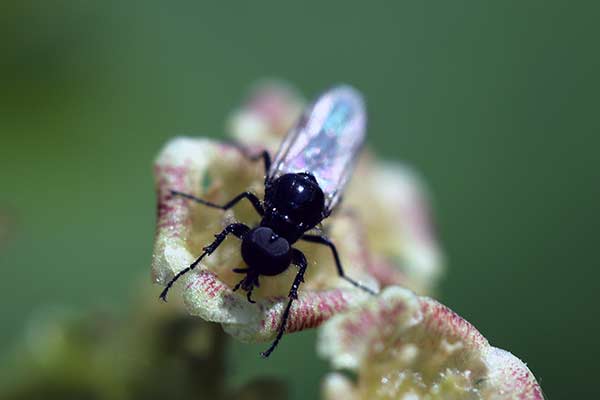 Leń jesienny (Bibio clavipes)