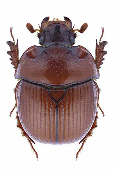 (Bolbelasmus unicornis)