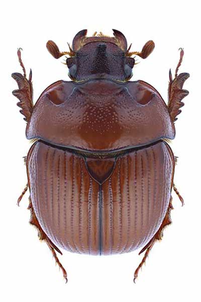  (Bolbelasmus unicornis)