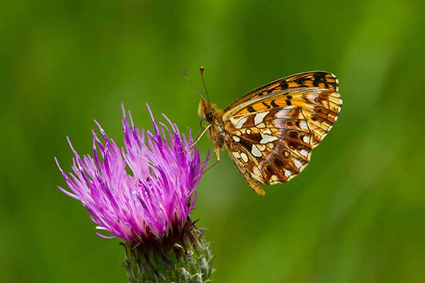 Dostojka dia (Boloria dia)