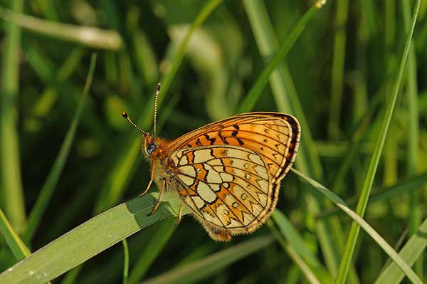 Dostojka eunomia (Boloria eunomia)