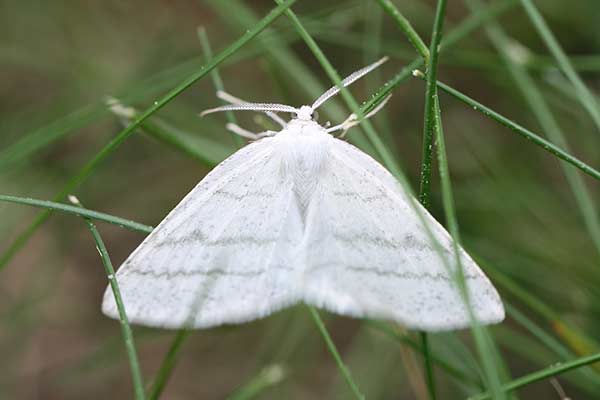Ciemnokres wierzbowiec (Cabera pusaria)