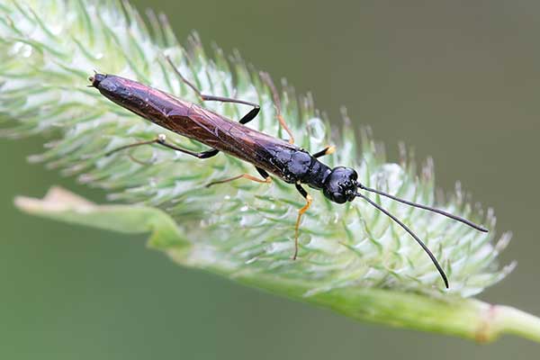  (Calameuta filiformis)