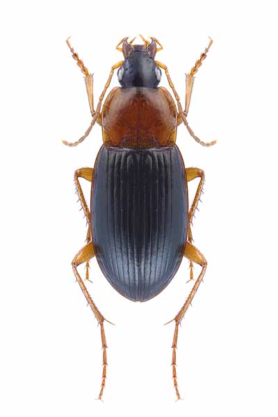 Pieszek czarnogłowy (Calathus melanocephalus)