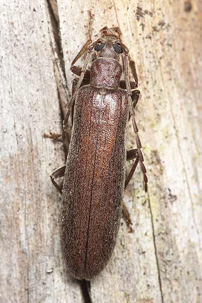 (Calopus serraticornis)