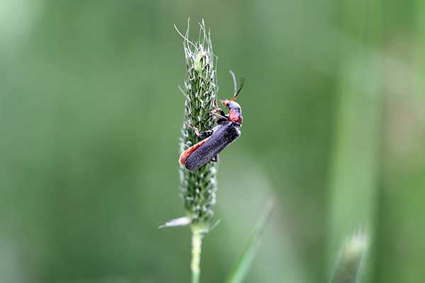 Omomiłek szary, brzeżnoplamek (Cantharis fusca)