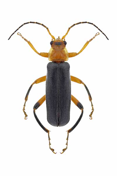 Omomiłek łąkowy (Cantharis lateralis)