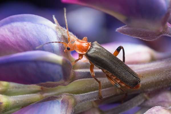 Omomiłek parkowy (Cantharis livida)