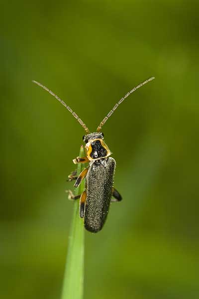 (Cantharis nigricans)