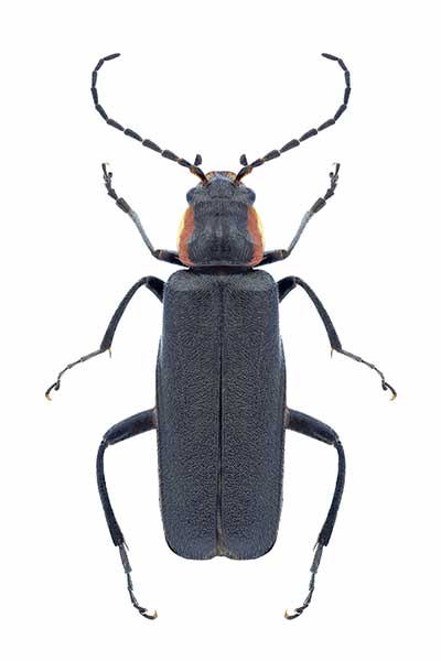 Omomiłek czarny (Cantharis obscura)