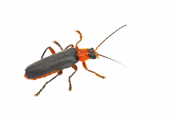 Omomiłek czerwonawy (Cantharis pellucida)