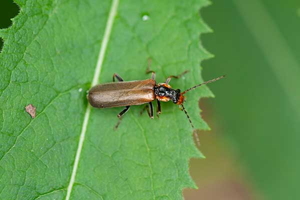 Omomiłek barkoplamy (Cantharis quadripunctata)