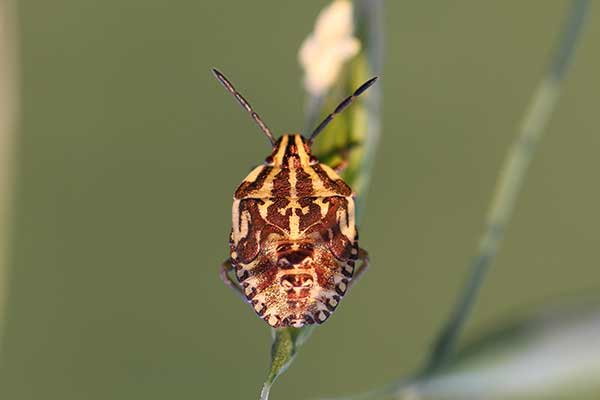 Borczyniec południowy (Carpocoris purpureipennis)