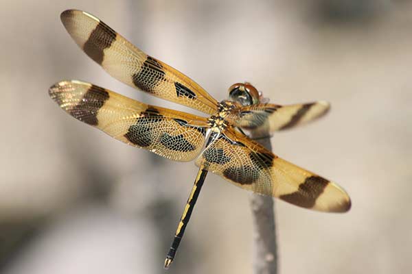 (Celithemis eponina)