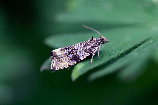  (Celypha lacunana)