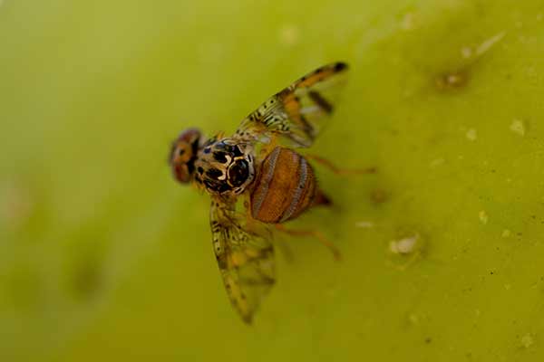 Owocanka południowa (Ceratitis capitata)