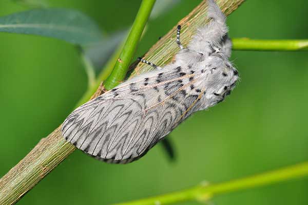 Widłogonka siwica (Cerura vinula)