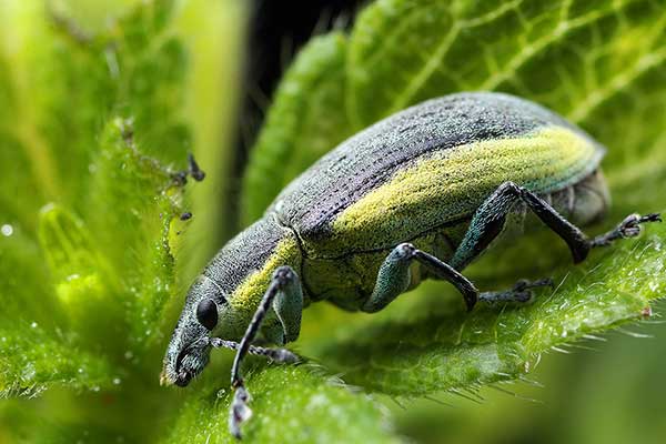 Zieleńczyk zielonawy (Chlorophanus viridis)