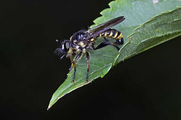 (Choerades ssp.)