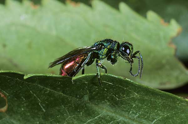 Złotolitka murarkowa, złotolitka czuprynka (Chrysis trimaculata)