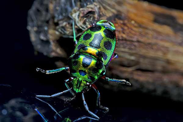 (Chrysocoris stollii)