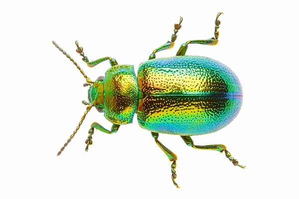(Chrysolina graminis)