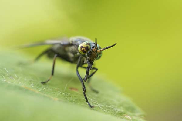 (Chrysops excitans)