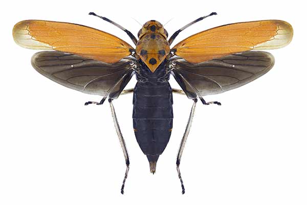  (Cicada bothrogonia)