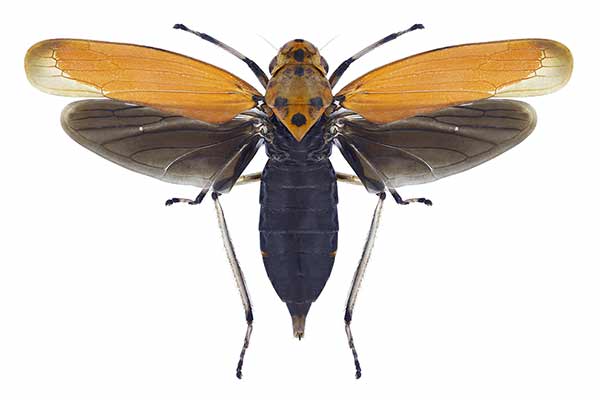(Cicada bothrogonia)