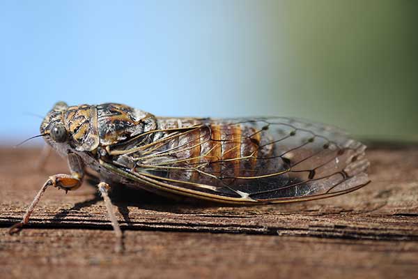 Piewik mannik (Cicada orni)