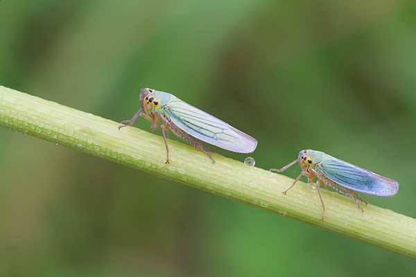 Bezrąbek sadowiec (Cicadella viridis)