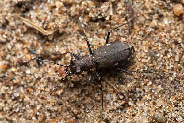 Trzyszcz mały (Cicindela germanica)