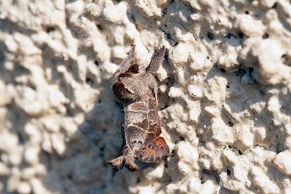 Wzjeżka rokitnica (Clostera anachoreta)
