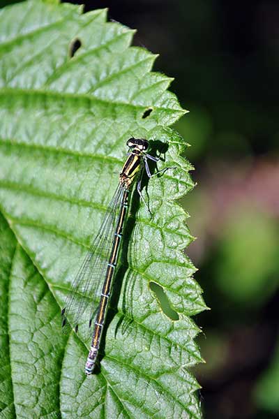 Łątka wiosenna (Coenagrion lunulatum)