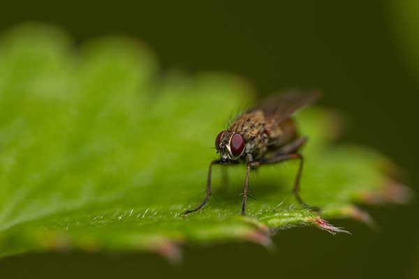 (Coenosia tigrina)