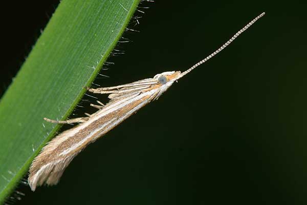 (Coleophora albicosta)